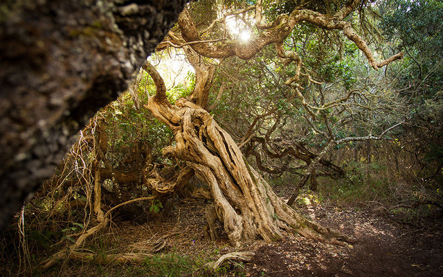 2. The Southernmost Forest in Africa - Platbos Forest 2. The Southernmost Forest in Africa - Platbos Forest